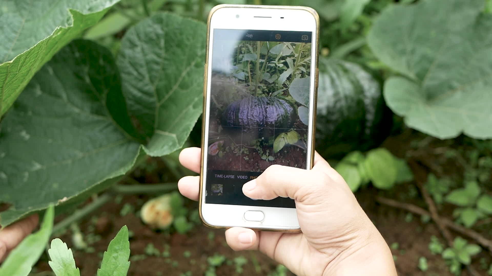 拿着智能手机拍着花园里南瓜的照片紧紧地举起手视频的预览图