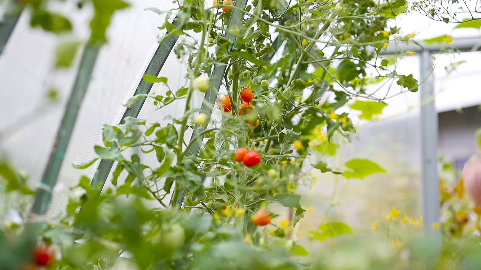 温室里的红番茄视频的预览图