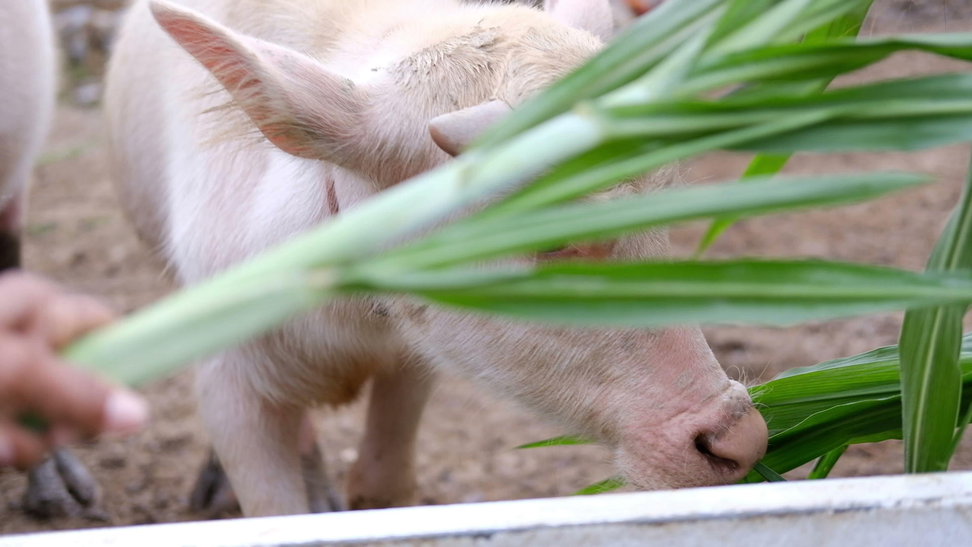 水牛在泰国农场吃草视频的预览图