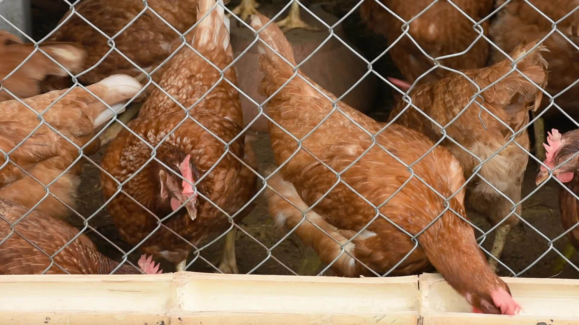 笼子里的棕色鸡视频的预览图