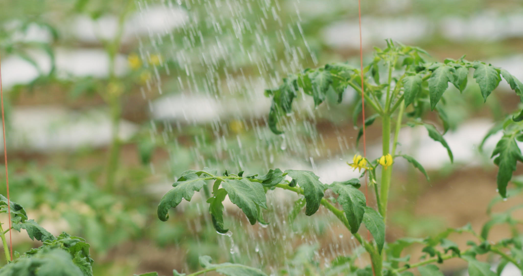 浇灌蔬菜生长2K高速摄影视频的预览图