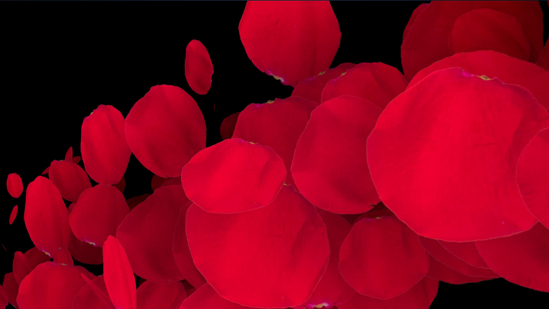 两组玫瑰花瓣转场动画元素带通道4K视频的预览图