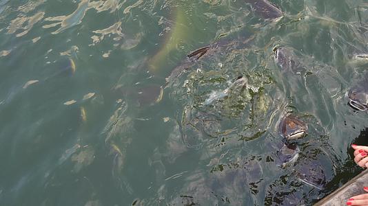 一群鱼被喂进公园的池塘许多鳕鱼在水边游泳时乞讨食物视频的预览图
