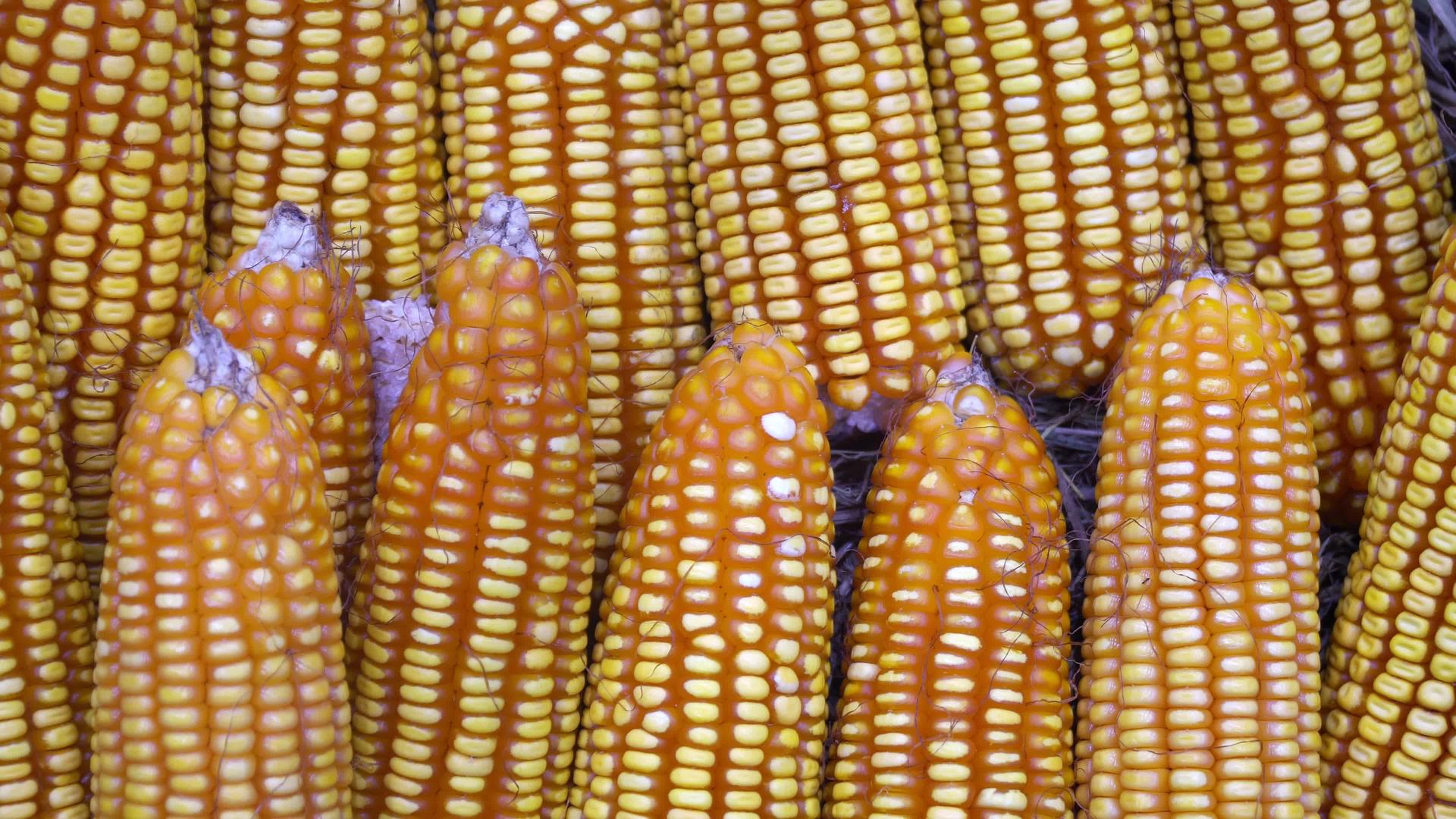 玉米谷物用于粮食工业视频的预览图