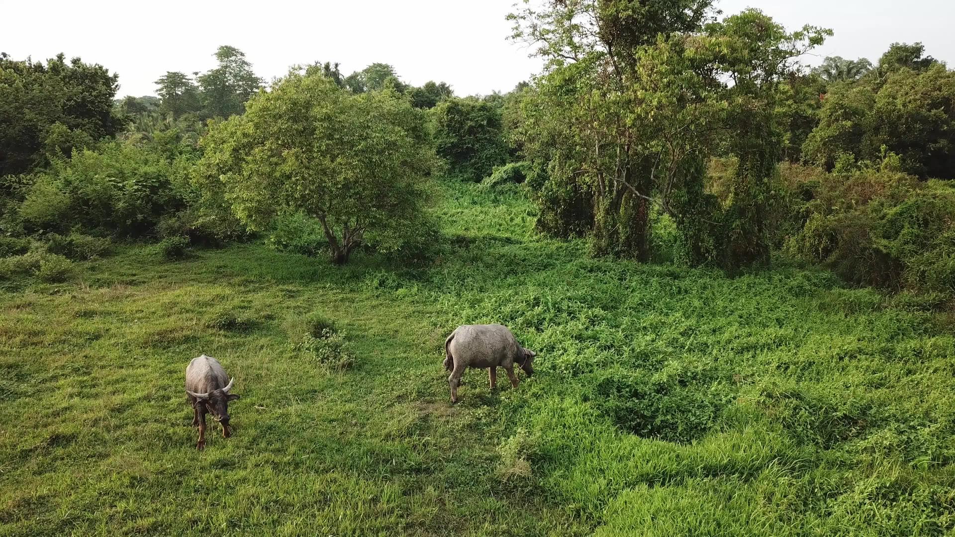 在野外放牧草地的水牛视频的预览图
