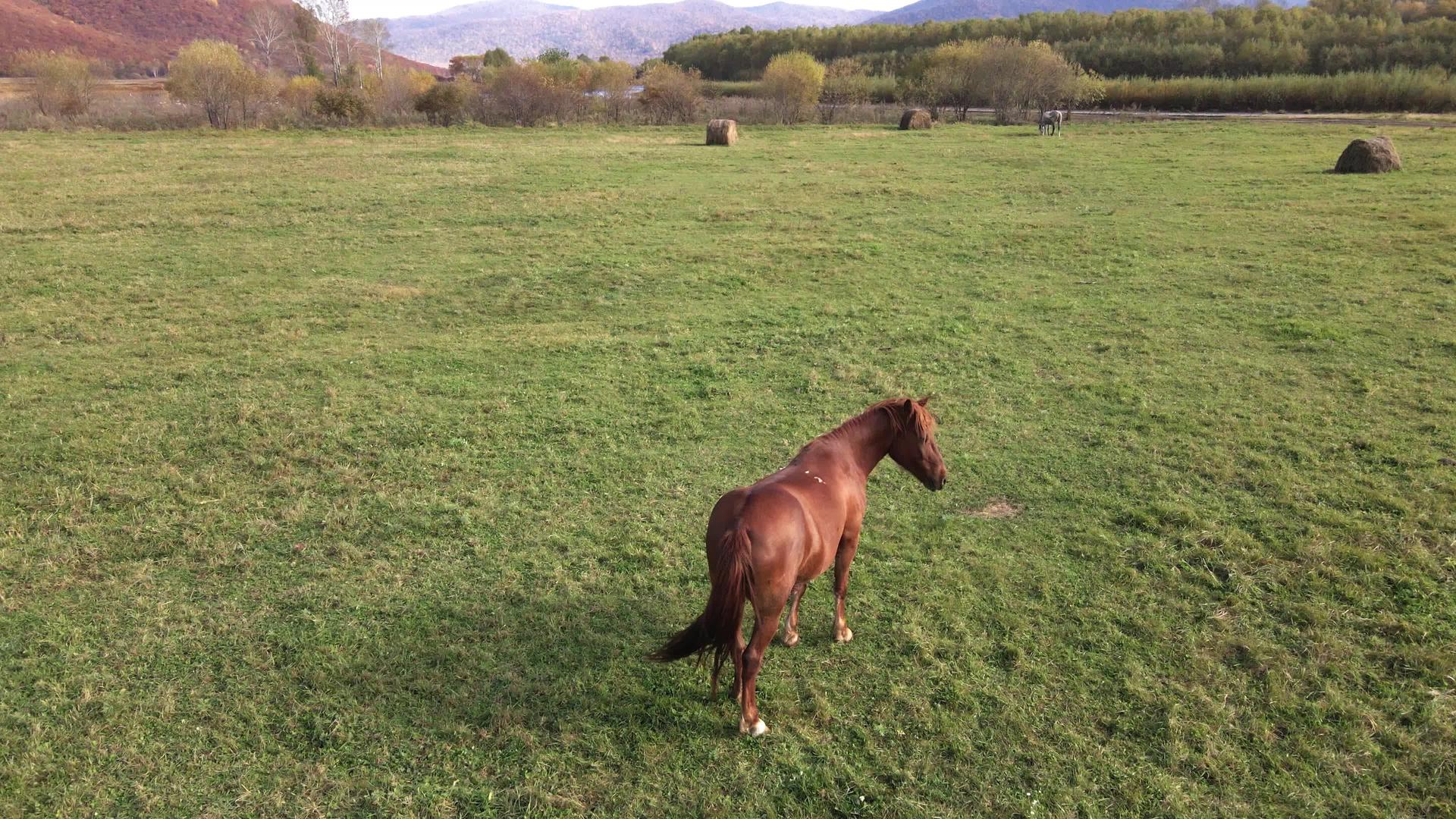 棕色的马站在绿色的草地上挥舞着他的羊毛视频的预览图