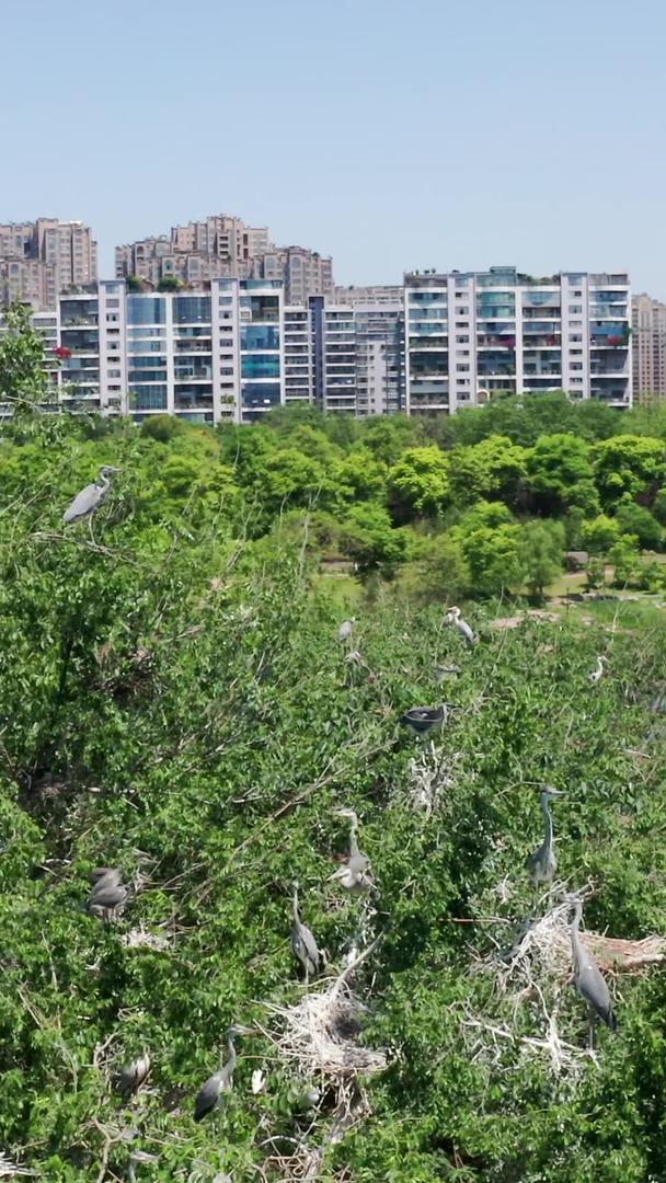 城市绿洲枝头鸟巢白鹭视频的预览图