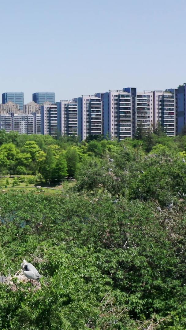 城市绿洲枝头鸟巢白鹭视频的预览图