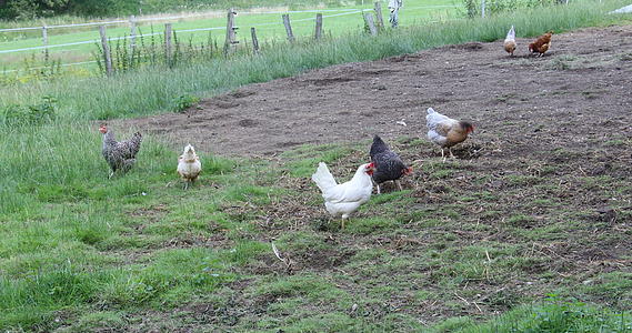 在草地上吃鸡肉视频的预览图