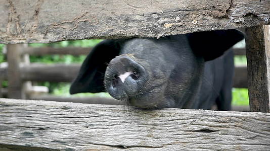 农场木猪摊里的黑猪视频的预览图
