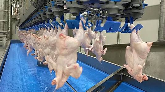 生鸡肉生产线食品厂输送带视频的预览图