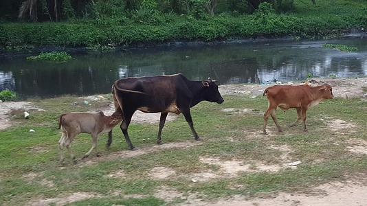 母牛和小牛在旅途中视频的预览图