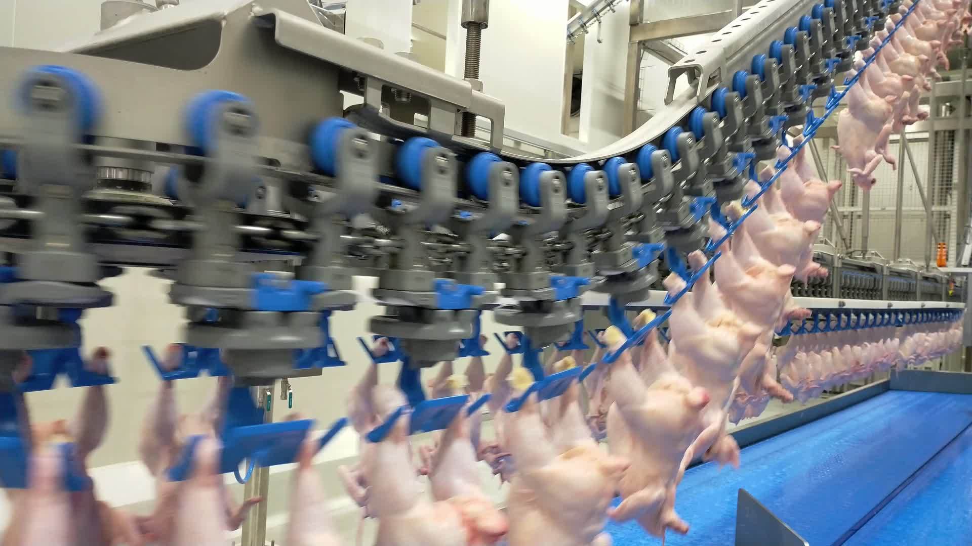 家禽加工业视频的预览图