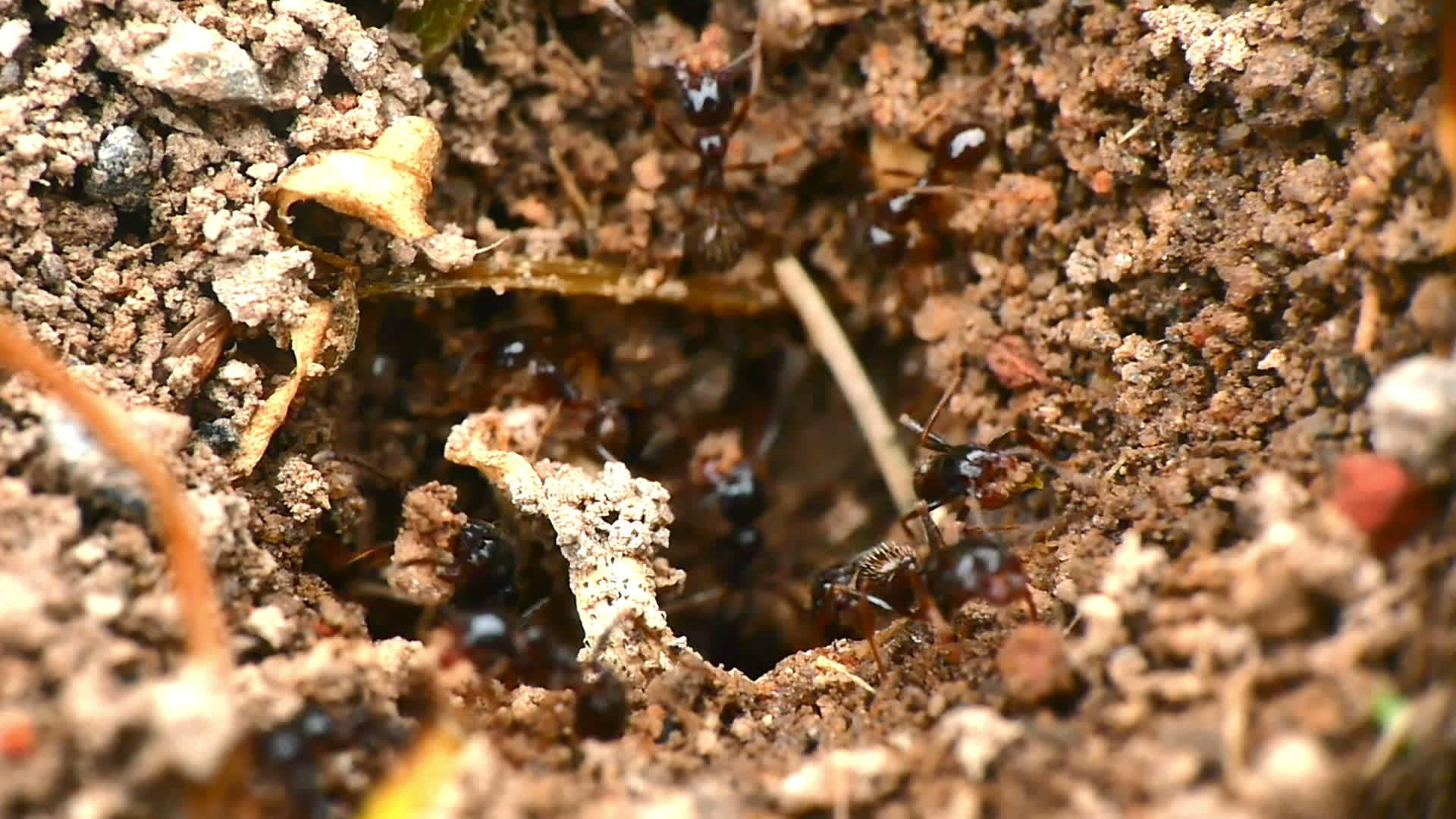 巢中的黑蚁视频的预览图