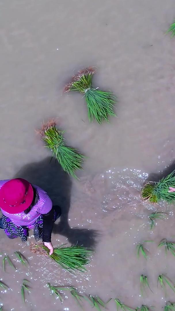 夏日炎热的航拍正午农民在田里辛辛苦苦插秧视频的预览图