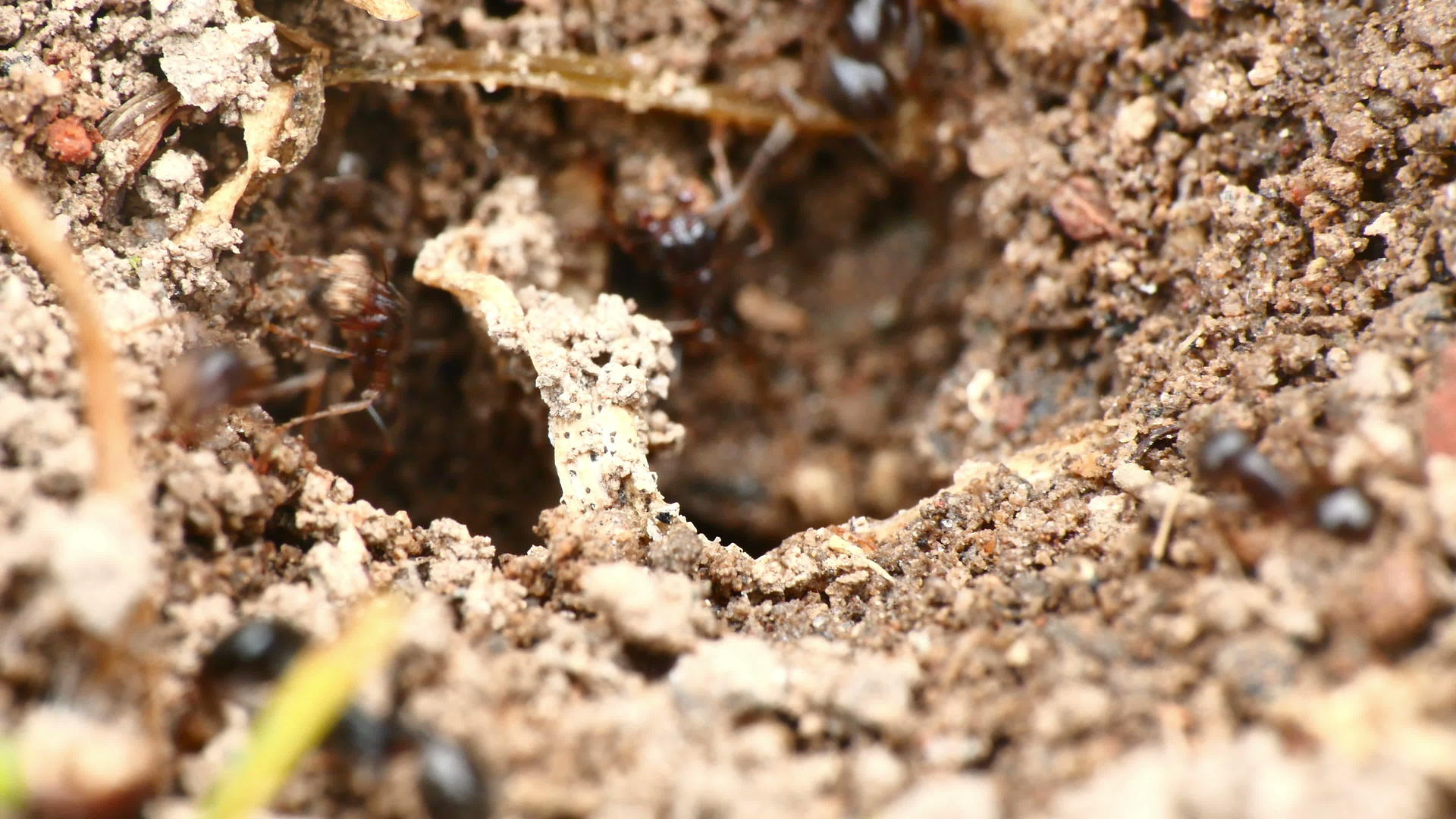 巢中的黑蚁视频的预览图