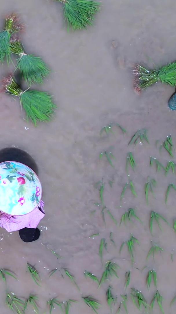 夏日炎热的航拍正午农民在田里辛辛苦苦插秧视频的预览图