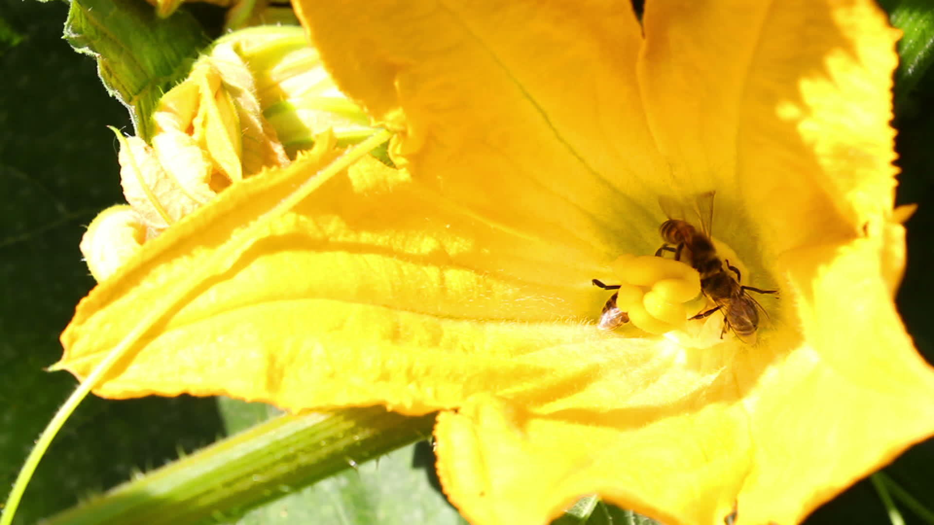 花中的蜜蜂视频的预览图