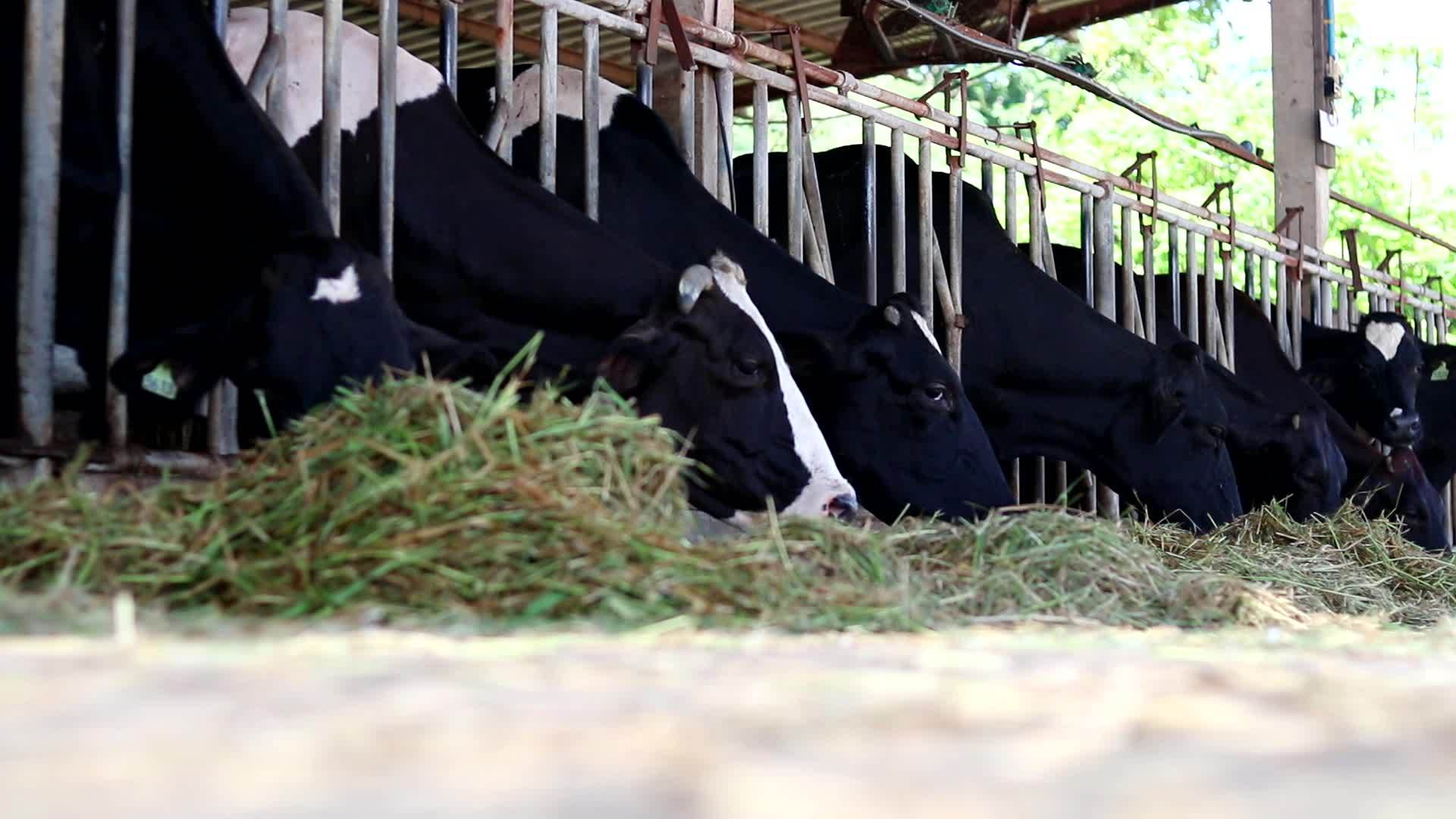 牛儿伸出头来吃草视频的预览图