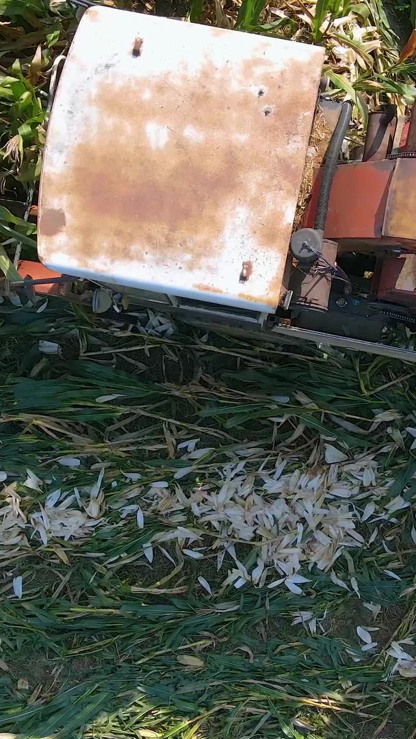 金秋玉米收割机械化航拍视频的预览图