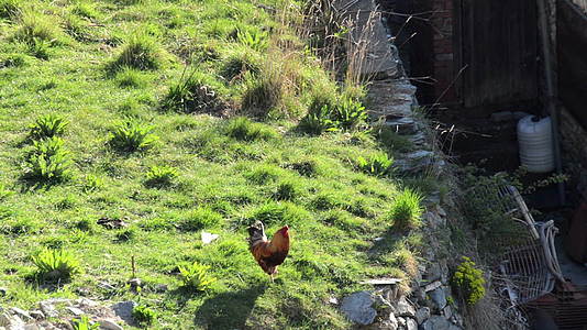 公鸡和小鸡在老式有机农场的花园里走来走去视频的预览图