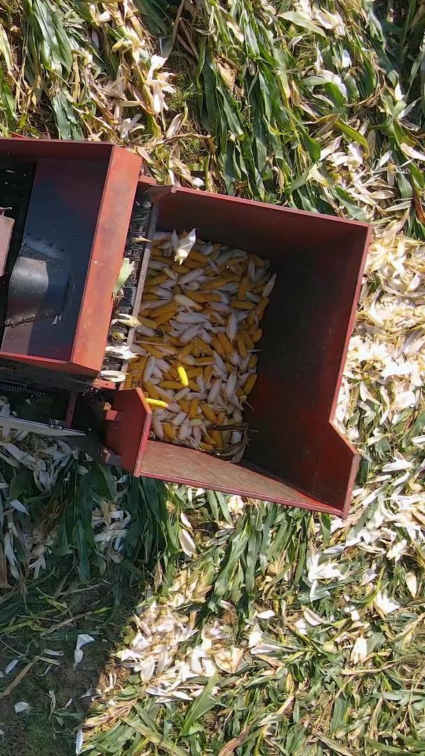 金秋玉米收割机械化航拍视频的预览图