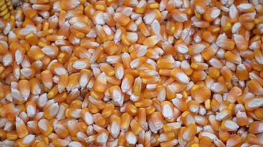 玉米谷物用于粮食工业视频的预览图