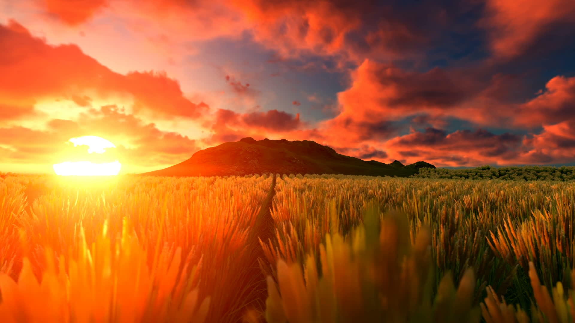 日落时的小麦田视频的预览图