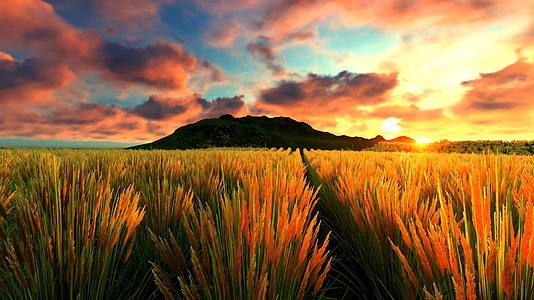 日落时的小麦田背景是山视频的预览图