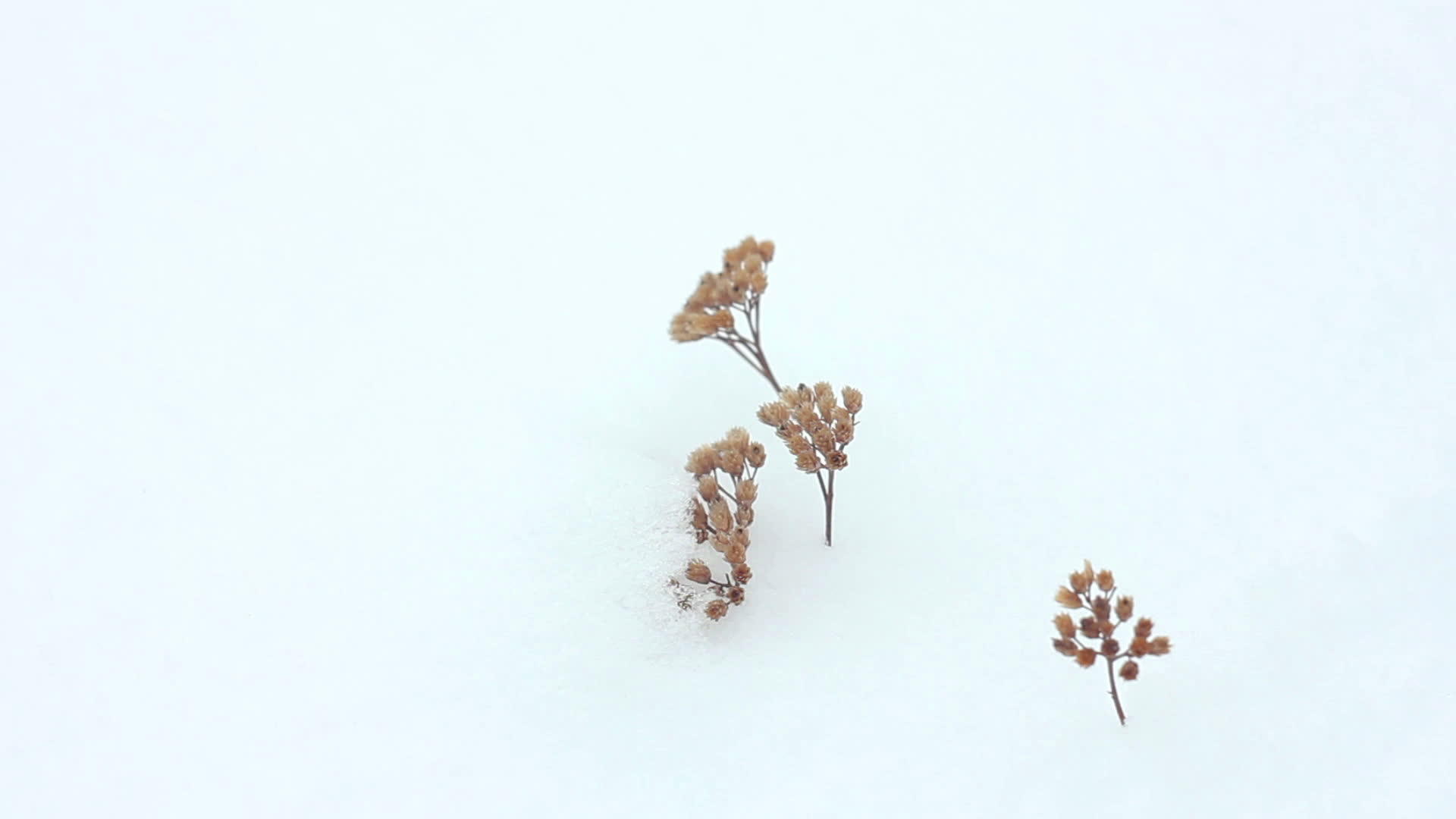 雪中的青草视频的预览图