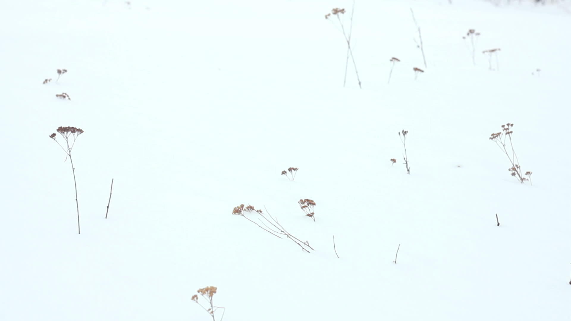 雪中的青草视频的预览图