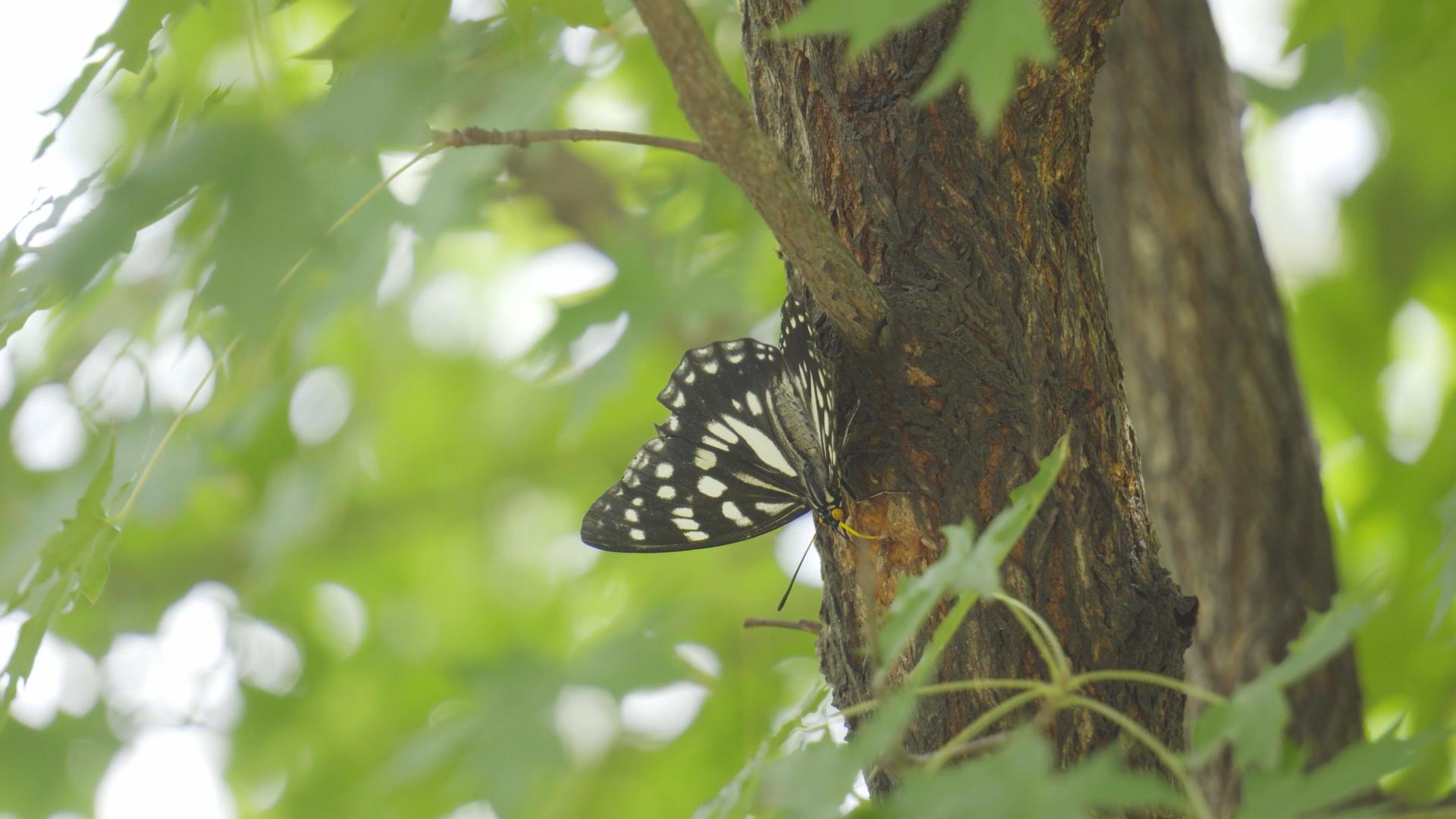 4K实拍蝴蝶趴在树上视频素材视频的预览图