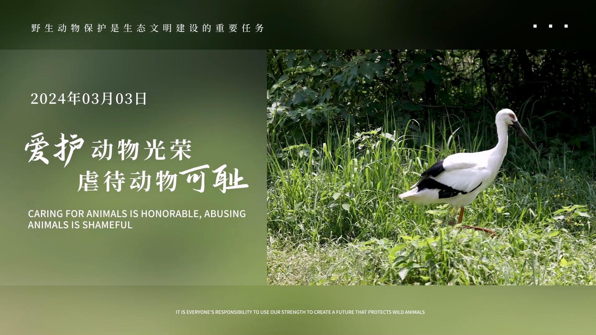 世界野生动物保护日图宣传AE模板视频的预览图
