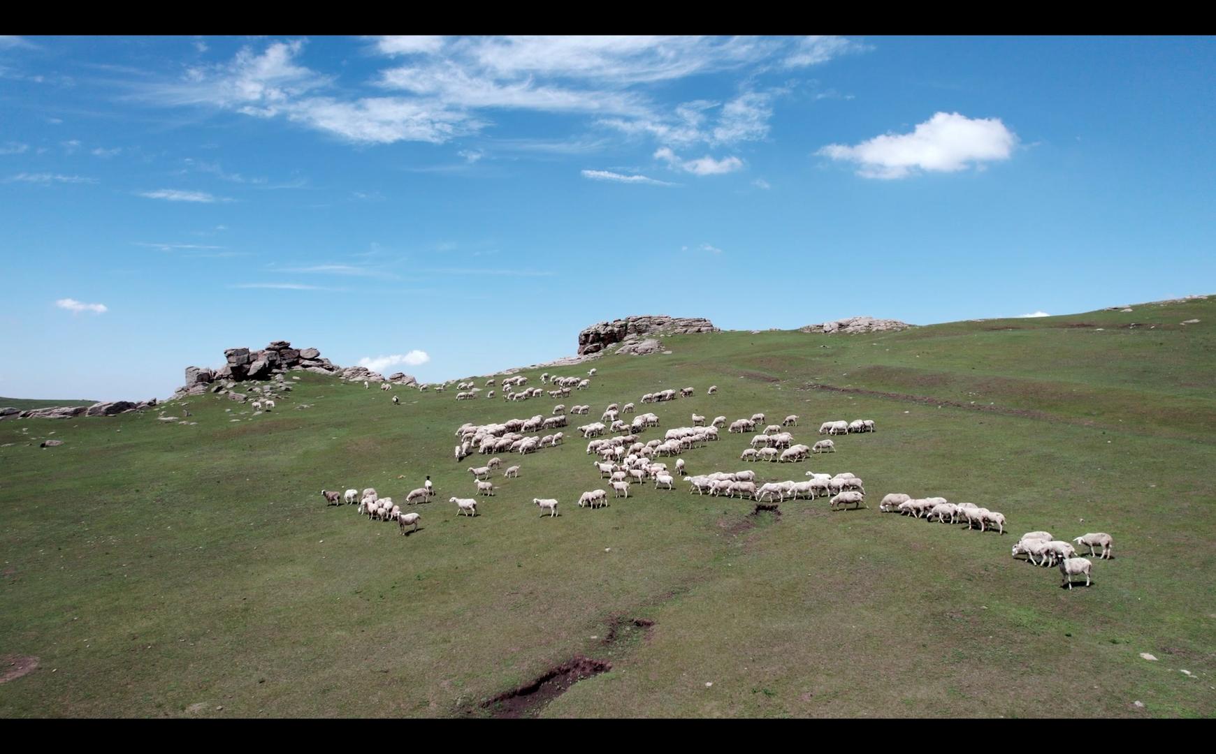 夏季内蒙古高山草原羊群视频的预览图