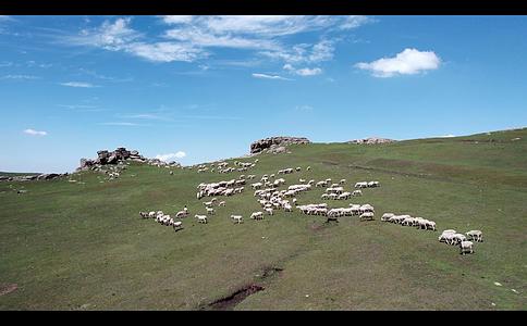 夏季内蒙古高山草原羊群视频的预览图