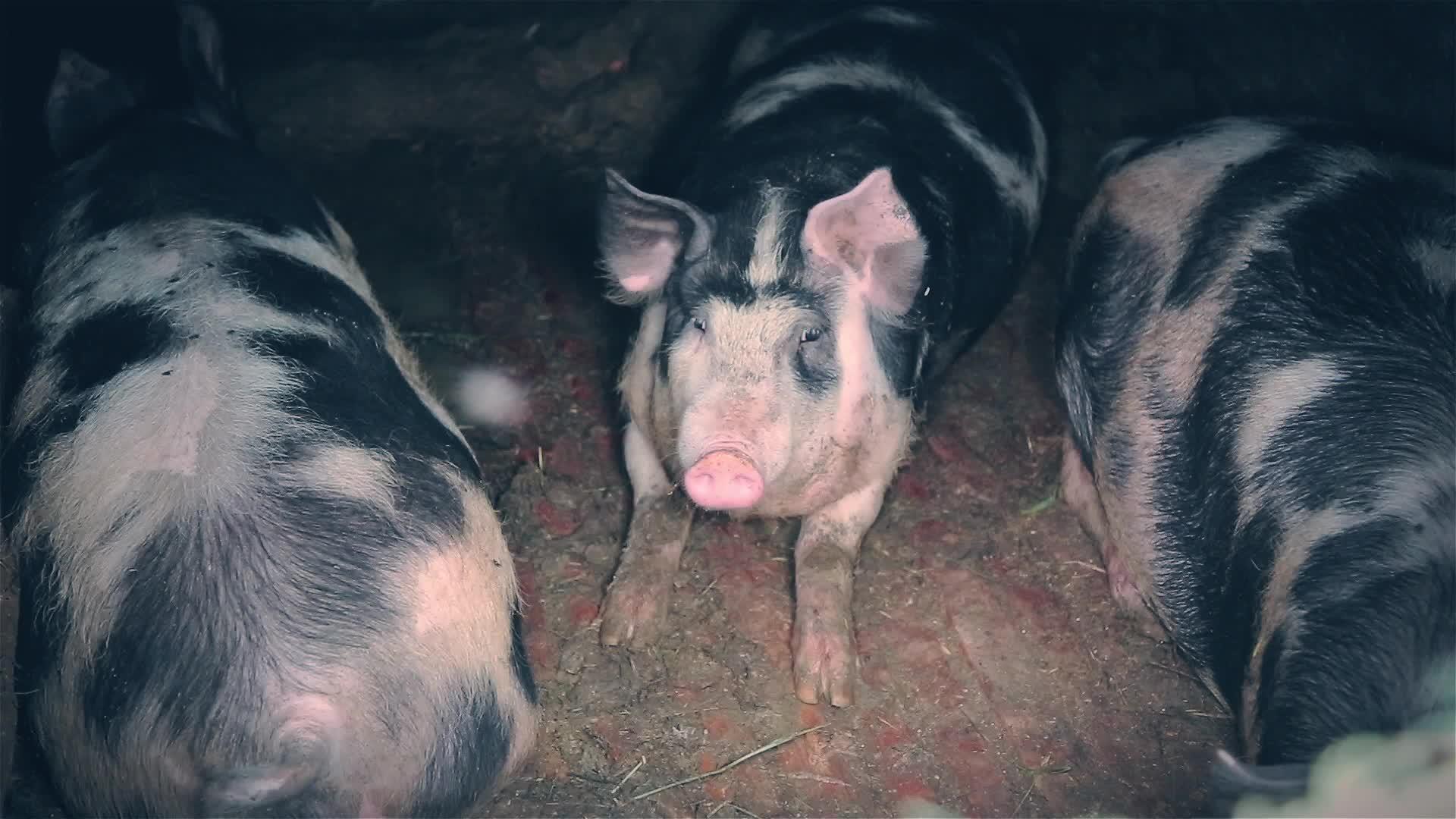 3只猪视频的预览图