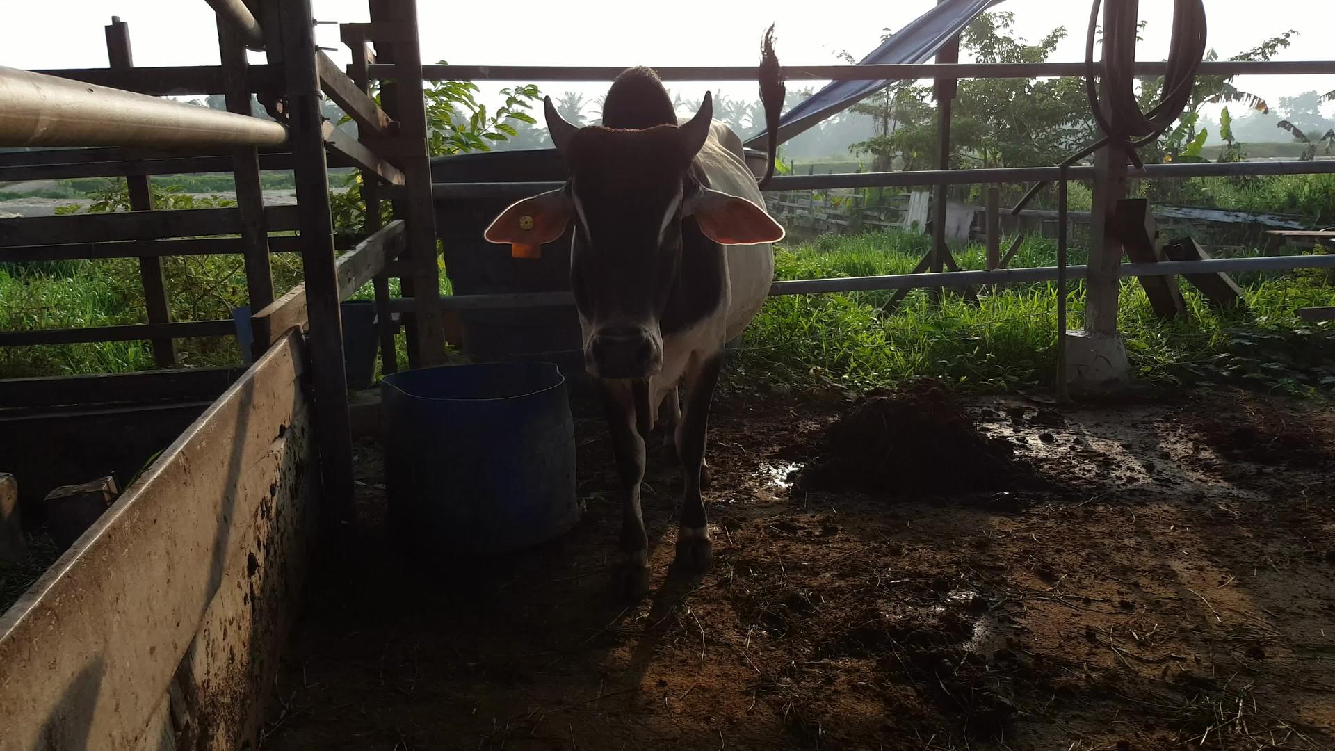 在马勒村的牛牛栏杆上视频的预览图