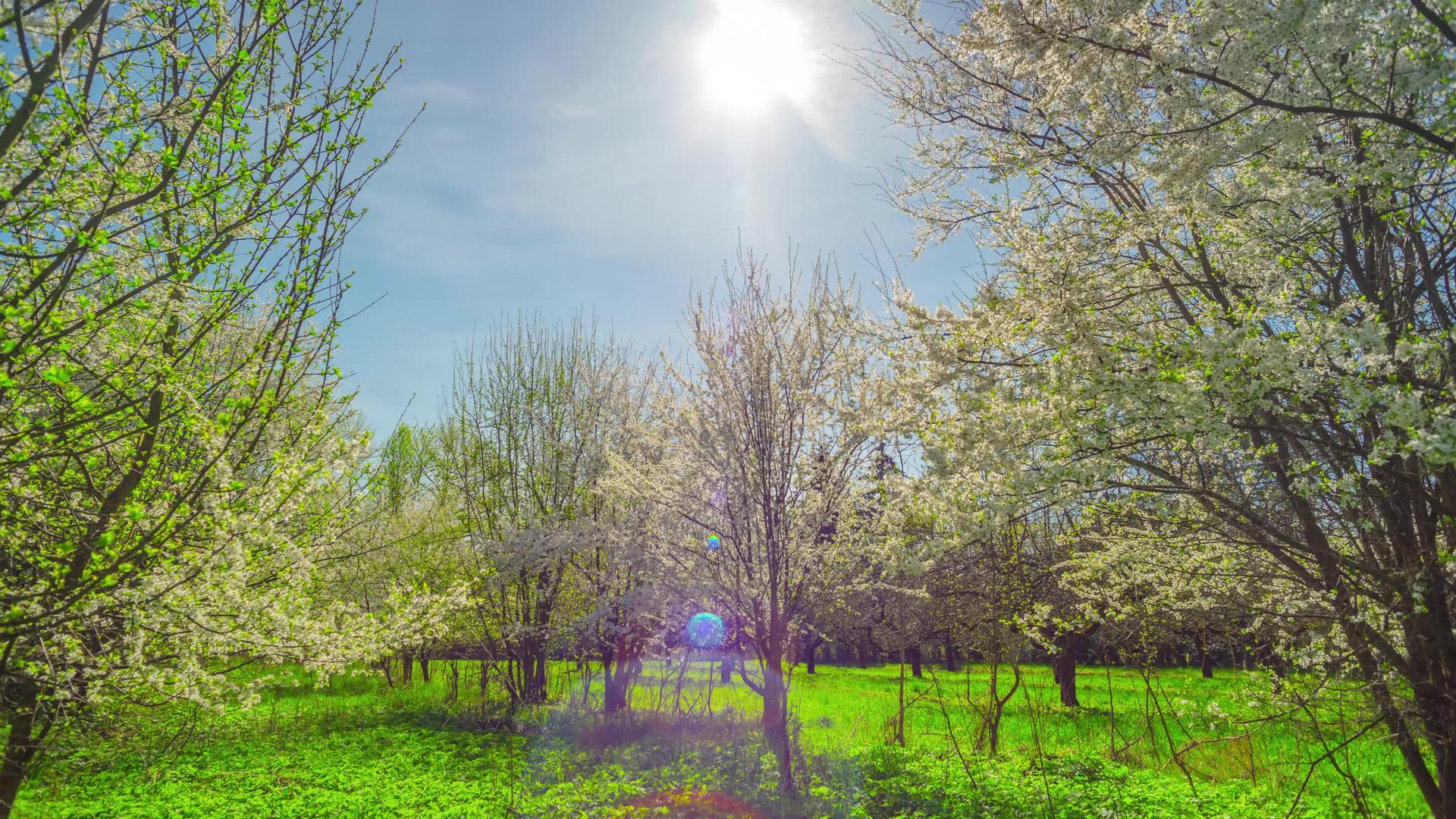 春花、樱花和太阳倾斜时间倒塌视频的预览图