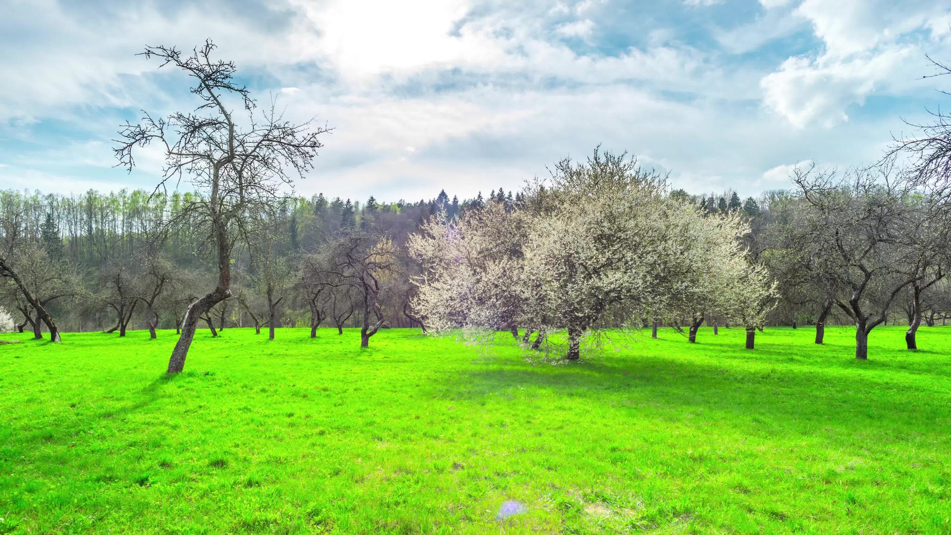 春天的花园盛开的樱桃和雨云折叠的全景时间视频的预览图