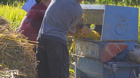 4K实拍农民收割水稻视频素材视频的预览图