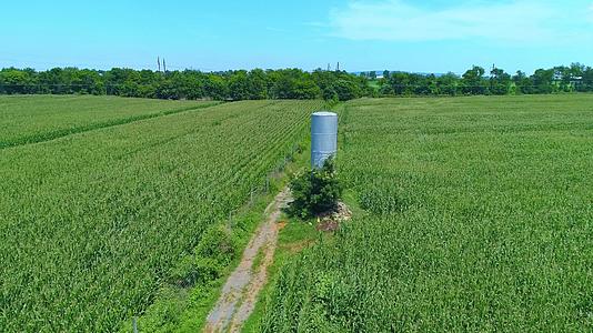 绿色玉米田中央的一座旧水塔视频的预览图