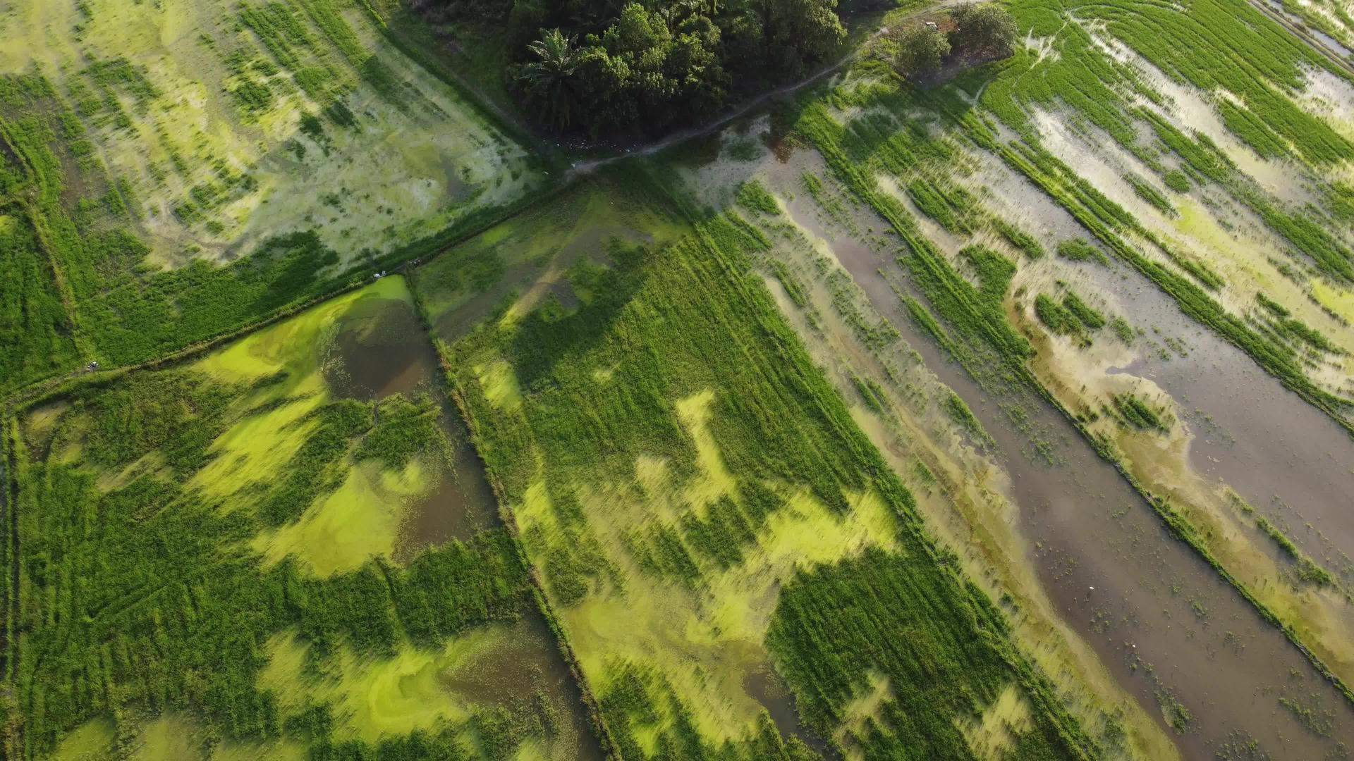 农稻田飞翔视频的预览图