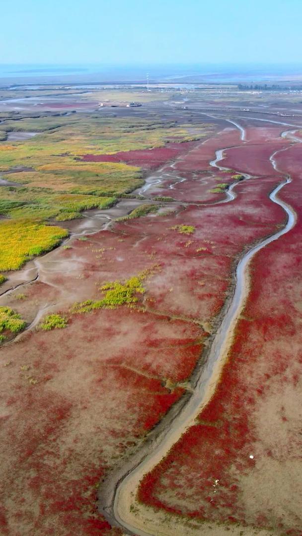 颜色碰撞自然航拍红色海滩芦苇交界处红绿色视频的预览图