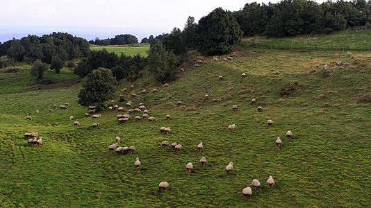 8k跟拍昆明寻甸牧场绵羊群视频的预览图