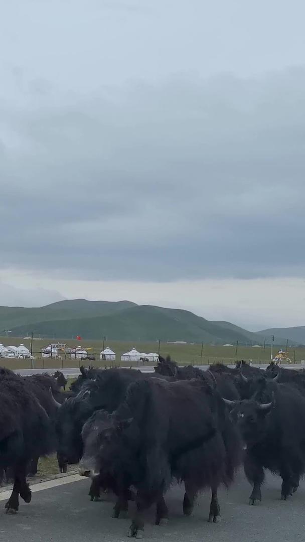 祁连山大草原上成群结队的牦牛回家视频的预览图