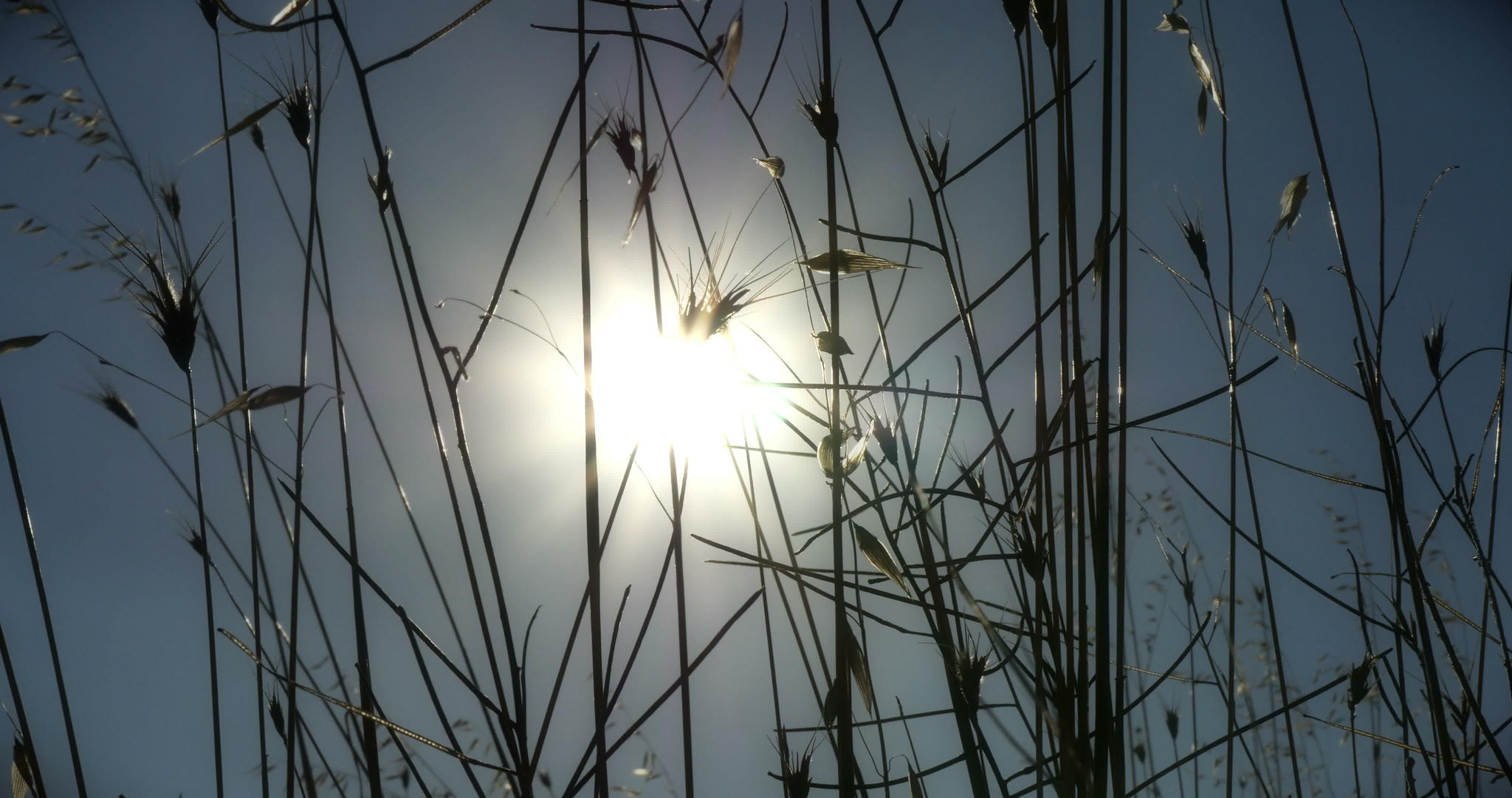 4K田野温暖的日落视频的预览图