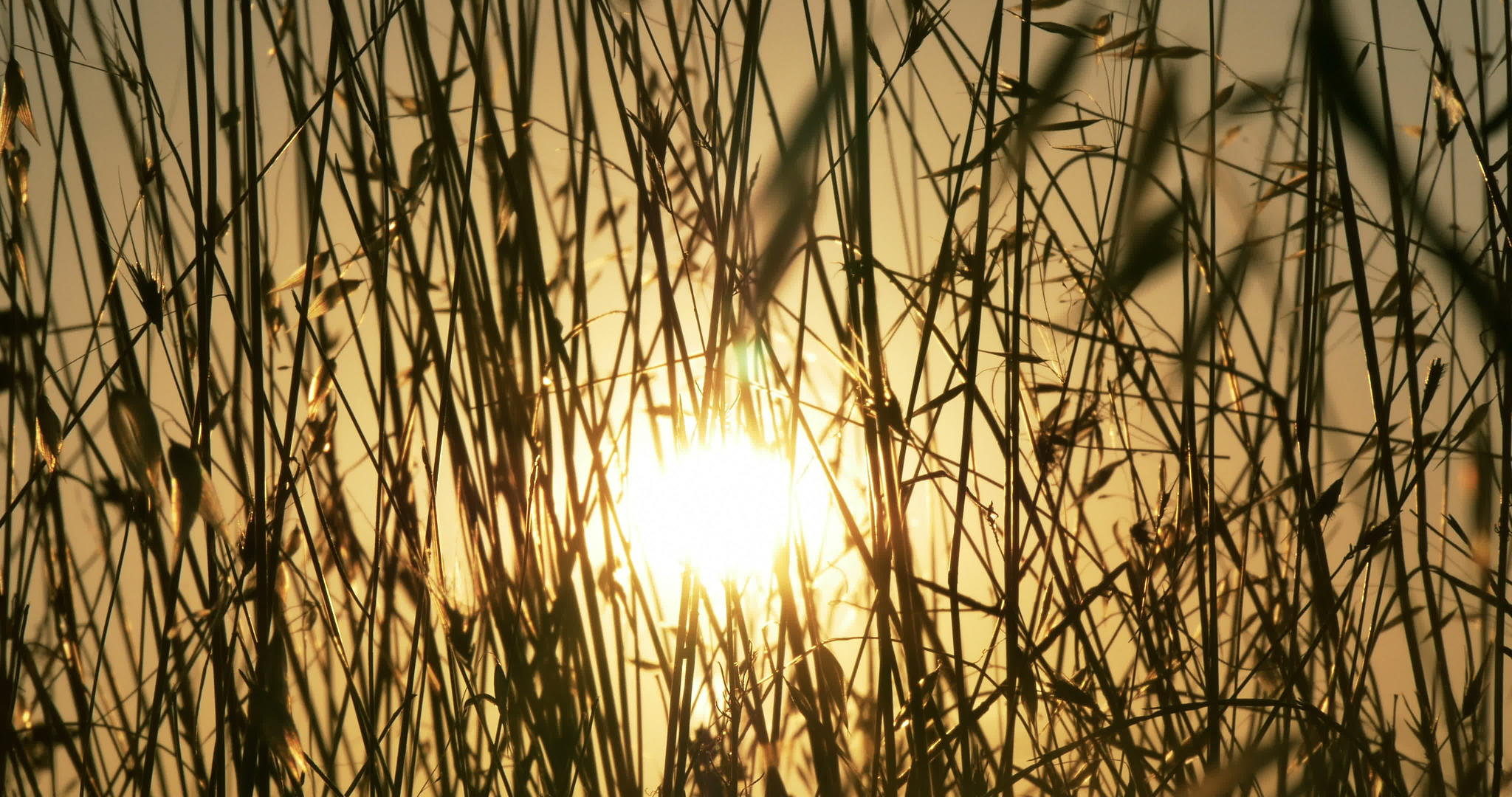 4K田野温暖的日落视频的预览图