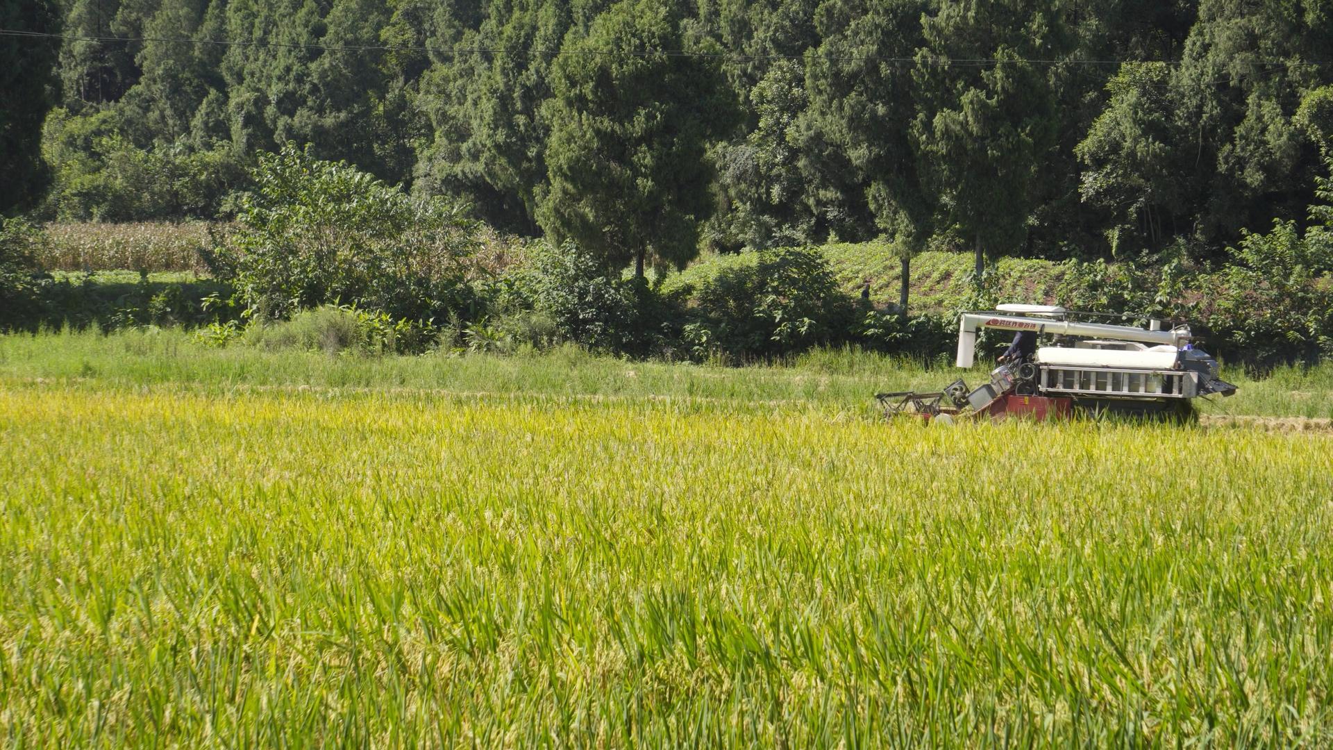 4K实拍收割机在农田收割水稻视频素材视频的预览图