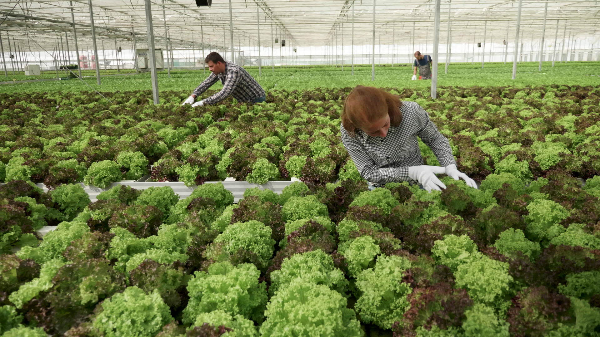 女农场女工在温室里检查绿色沙拉视频的预览图