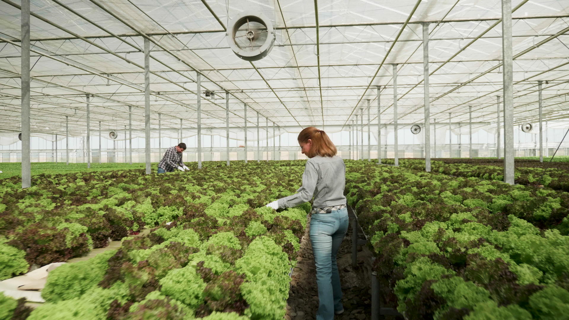 女农民在温室里散步检查绿色沙拉的生长情况视频的预览图